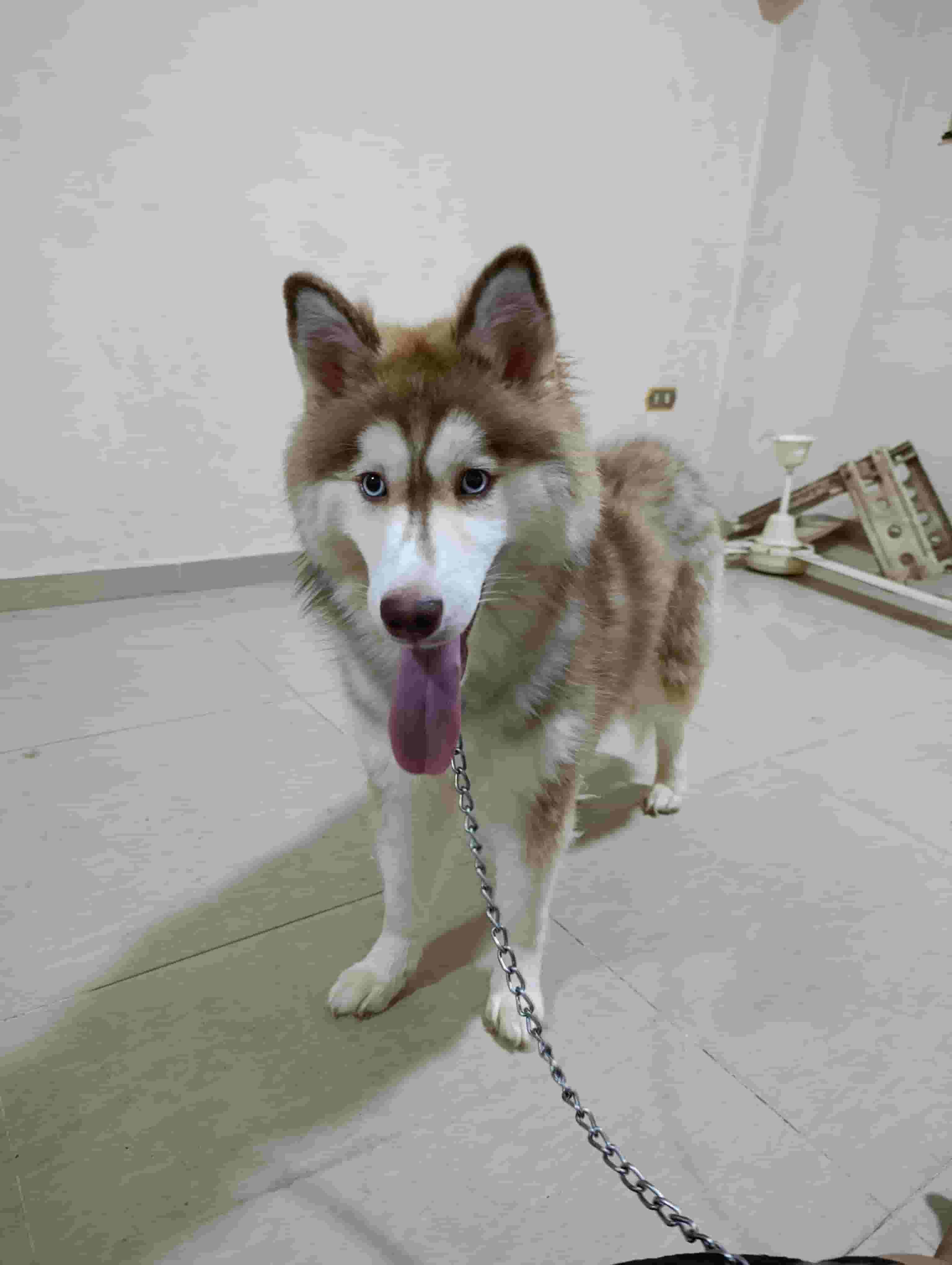 For sale a female husky 