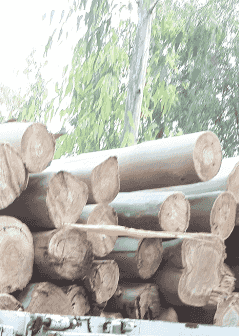 حطب الزيتون مشاوي - تدفئة للتصدير