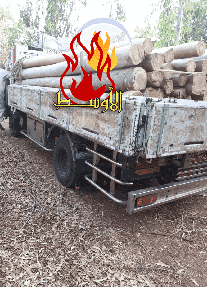 حطب الحمضيات للتصدير 