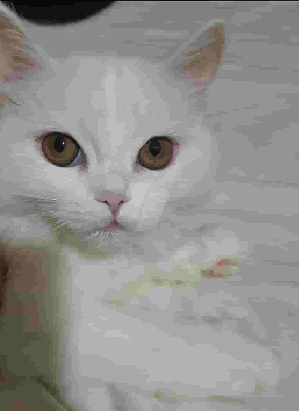 Shirazi pure cats for sale