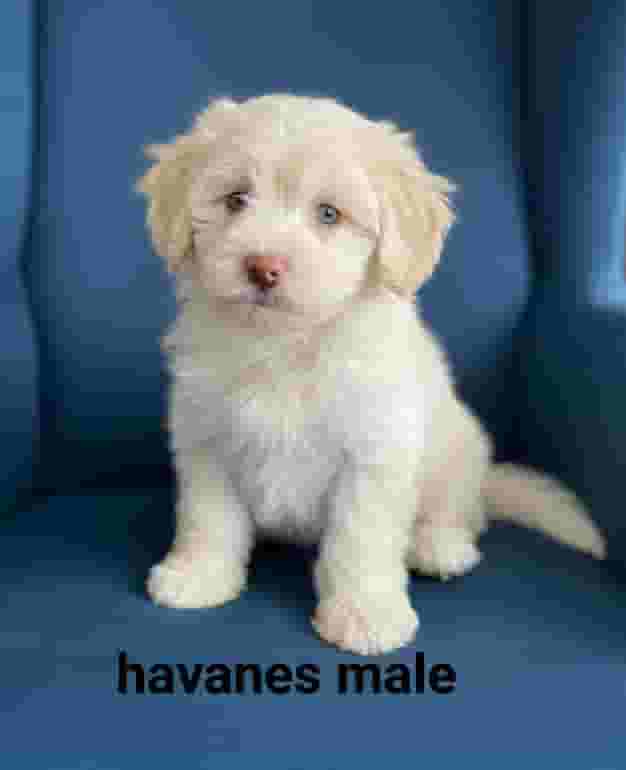 Havanes male